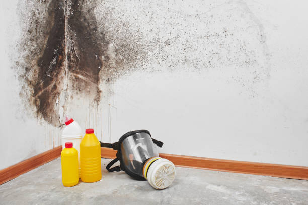 Best Emergency Mold Removal  in South Alamo, TX