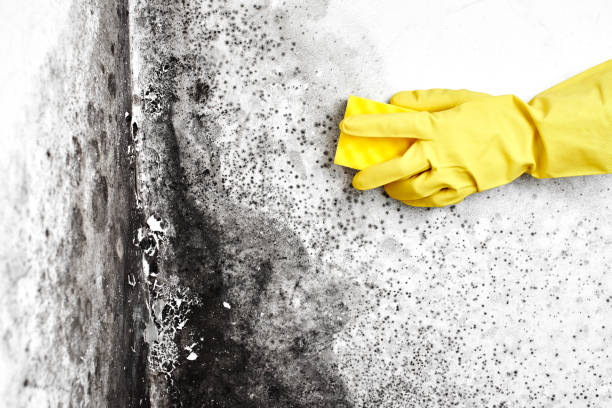 Best Certified Mold Removal  in South Alamo, TX