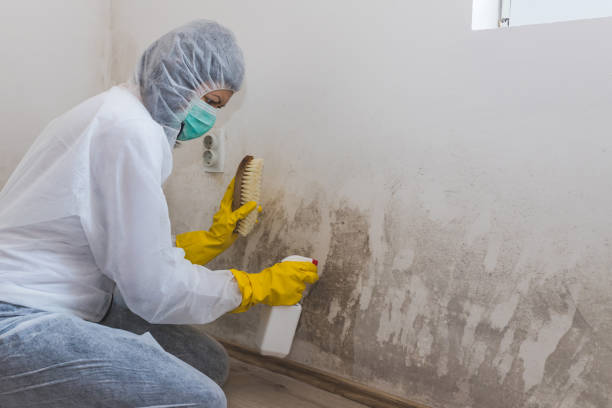Best Residential Mold Removal  in South Alamo, TX