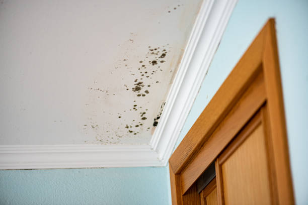 Best Mold Testing  in South Alamo, TX