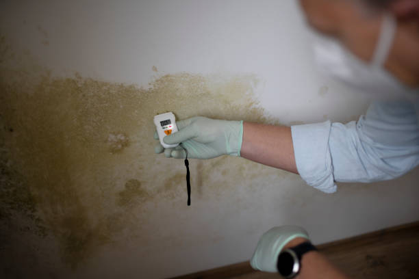 Best Fast Mold Removal  in South Alamo, TX
