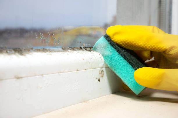 Best Mold Testing  in South Alamo, TX
