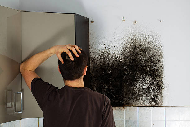 Best Mold Damage Repair  in South Alamo, TX