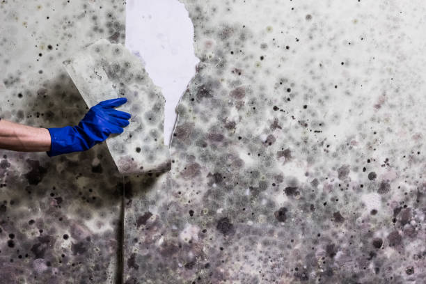 Mold Removal and Inspection in South Alamo, TX