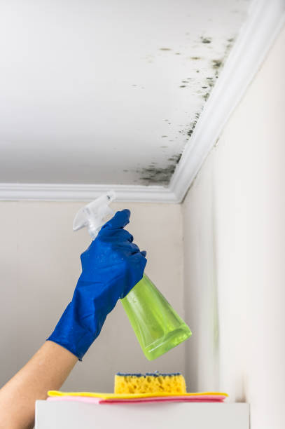 Best Professional Mold Removal  in South Alamo, TX