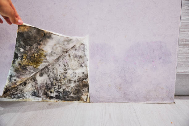 Best Water Damage Restoration  in South Alamo, TX